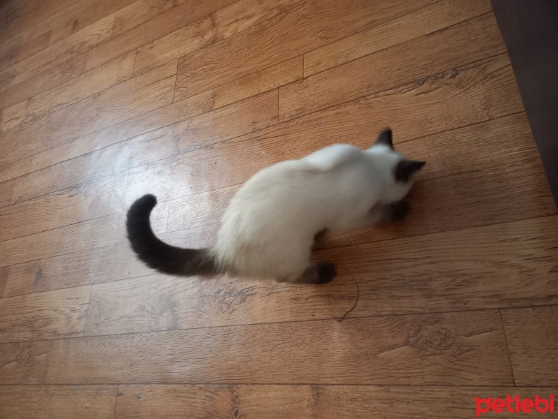 Siyam Kedisi, Kedi  Tarçın fotoğrafı