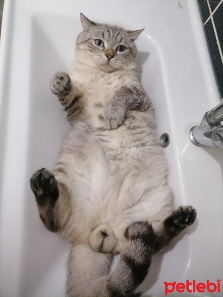 British Shorthair, Kedi  Milky fotoğrafı