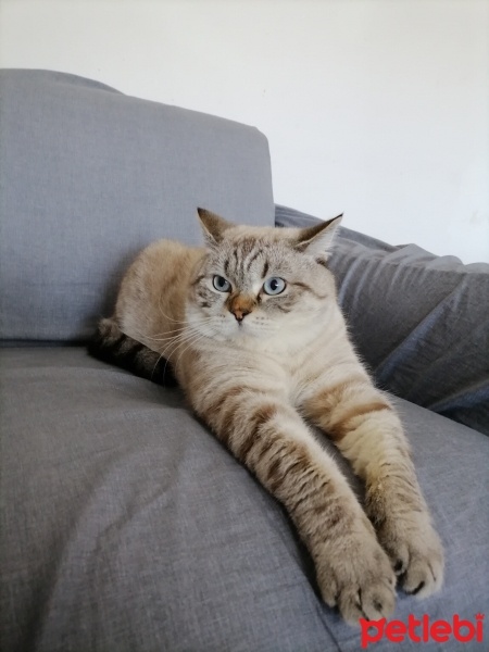British Shorthair, Kedi  Milky fotoğrafı
