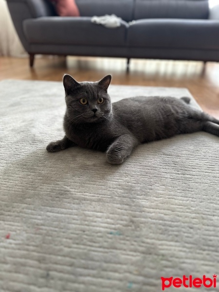 British Shorthair, Kedi  Kıtır fotoğrafı