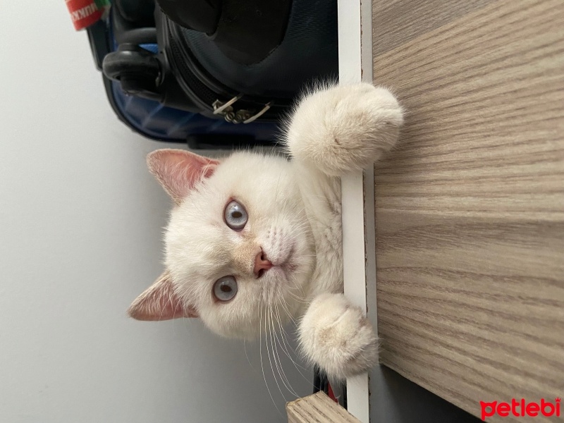 British Shorthair, Kedi  Mavi fotoğrafı