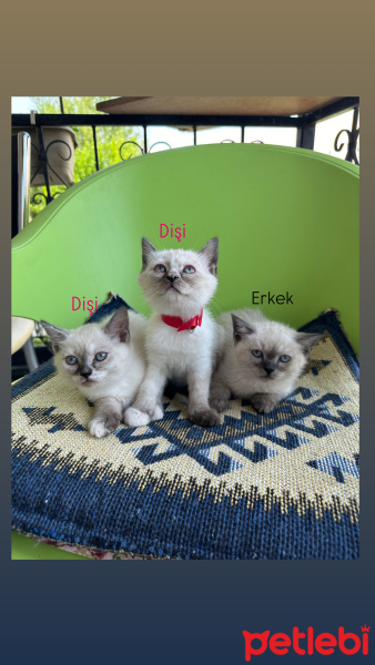 British Shorthair, Kedi  Blue point fotoğrafı