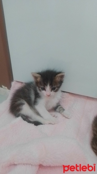 Tekir Kedi, Kedi  Şanslı fotoğrafı