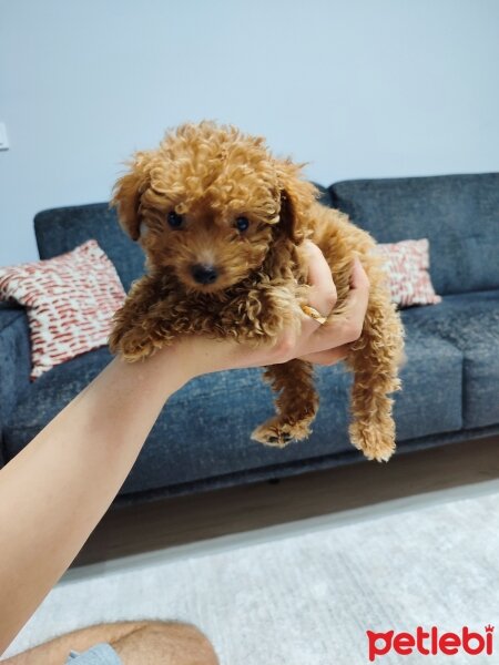 Poodle (Minyatür Kaniş), Köpek  Mia fotoğrafı