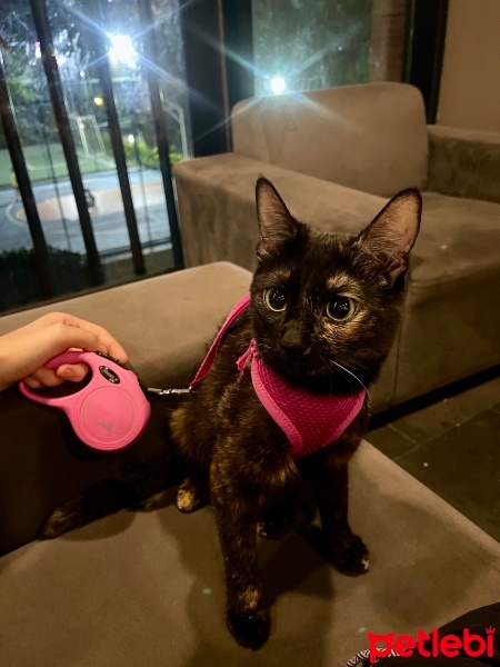 Tekir Kedi, Kedi  Şeker fotoğrafı