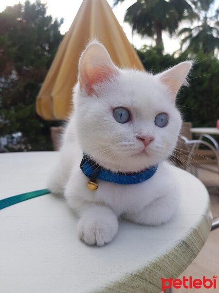 British Shorthair, Kedi  Jellybaby junior fotoğrafı