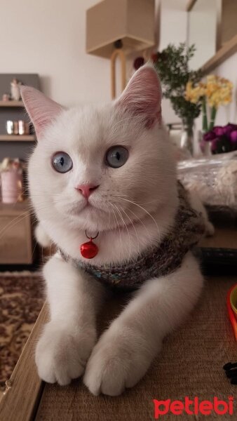 British Shorthair, Kedi  Jellybaby junior fotoğrafı