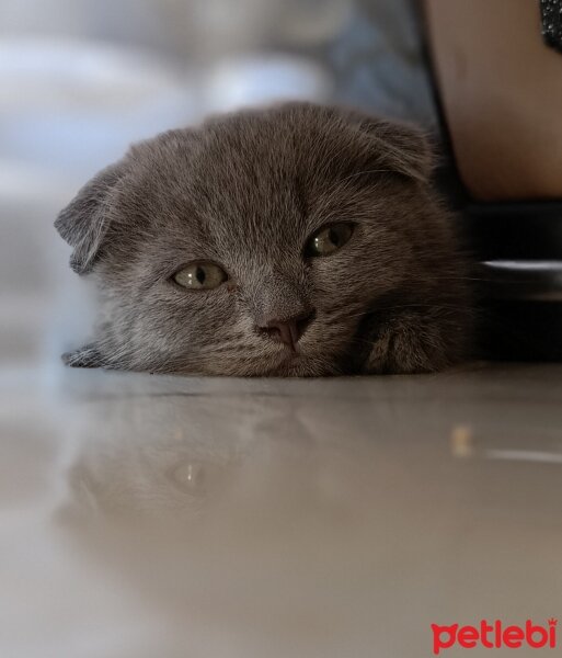 Scottish Fold, Kedi  Duman fotoğrafı