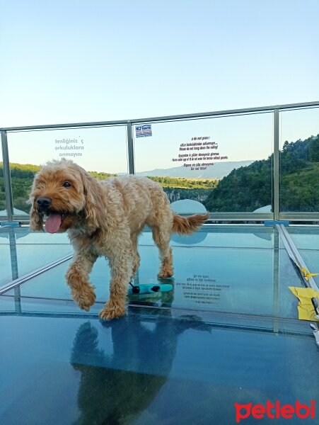 Poodle(Standart Kaniş), Köpek  Alice fotoğrafı