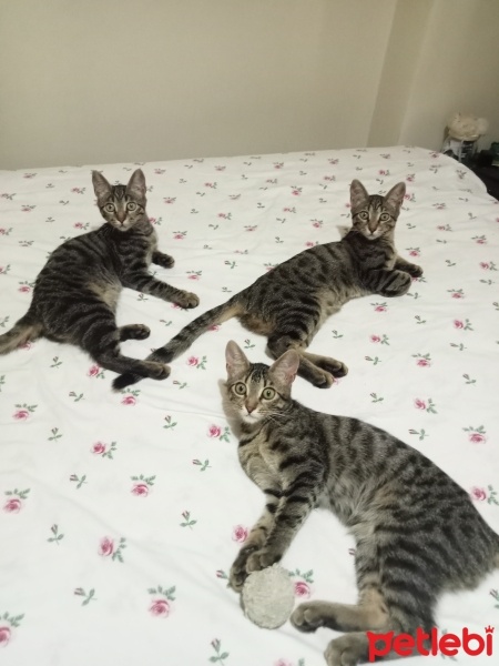 Tekir Kedi, Kedi  Tekir kardeşler fotoğrafı