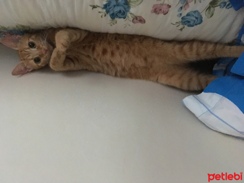 Tekir Kedi, Kedi  Lokum fotoğrafı