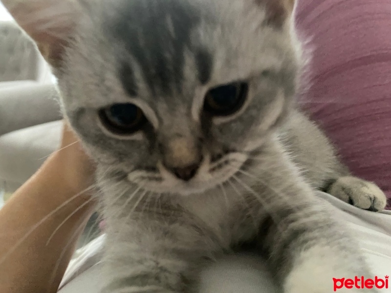 British Shorthair, Kedi  Mila fotoğrafı