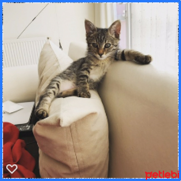 Tekir Kedi, Kedi  Çeri fotoğrafı
