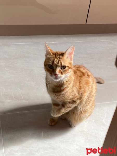 Sarman, Kedi  İva fotoğrafı