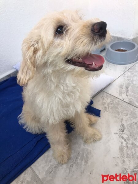 Poodle(Standart Kaniş), Köpek  Pascal fotoğrafı