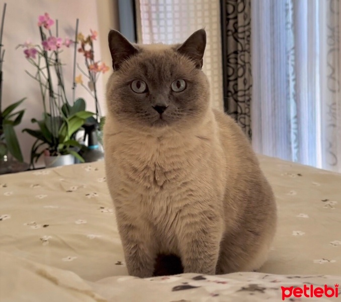 British Shorthair, Kedi  Martin fotoğrafı