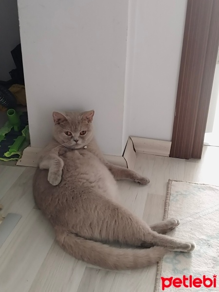 British Shorthair, Kedi  Luna fotoğrafı