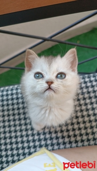British Shorthair, Kedi  Bonibon fotoğrafı