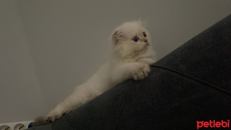 British Shorthair, Kedi  Acilllll fotoğrafı