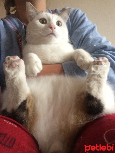 Tekir Kedi, Kedi  Teo fotoğrafı