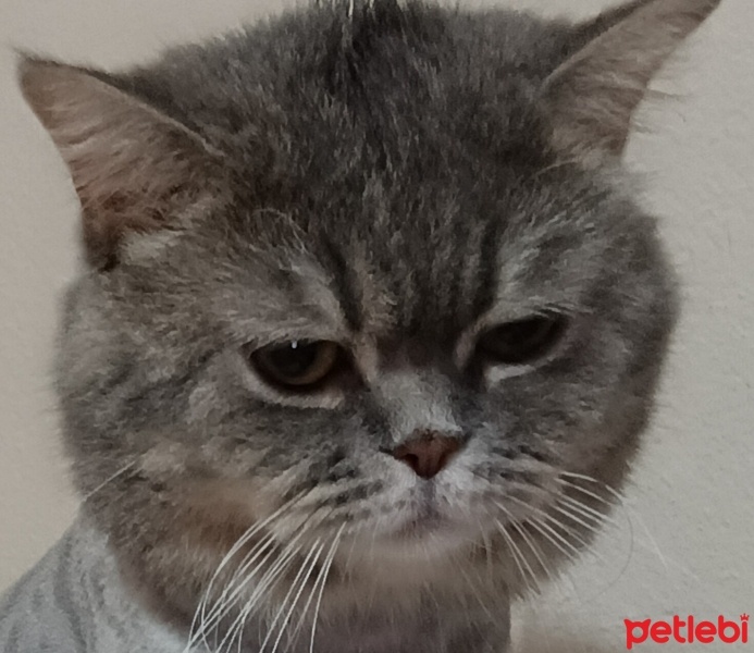 British Shorthair, Kedi  Duman fotoğrafı