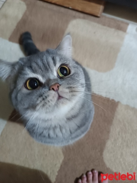 British Shorthair, Kedi  Duman fotoğrafı