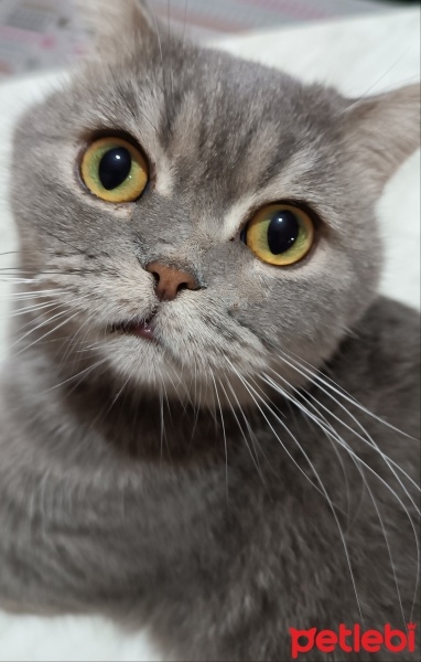 British Shorthair, Kedi  Duman fotoğrafı