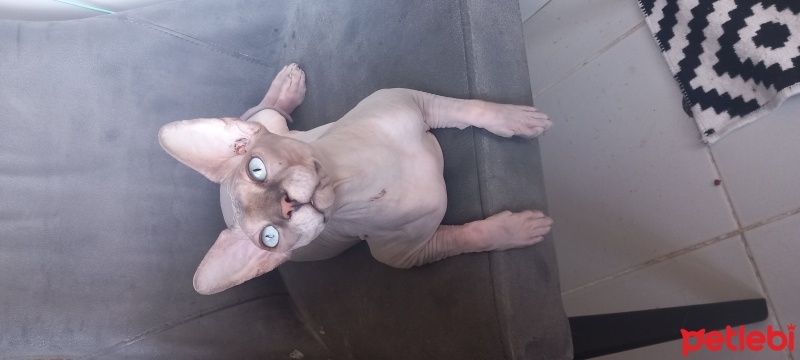 Sphynx, Kedi  ELON fotoğrafı
