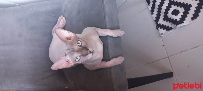 Sphynx, Kedi  ELON fotoğrafı