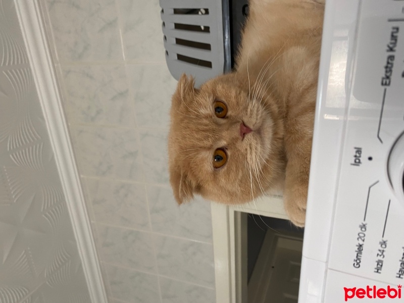 Scottish Fold, Kedi  Sarı renk  scottish fotoğrafı