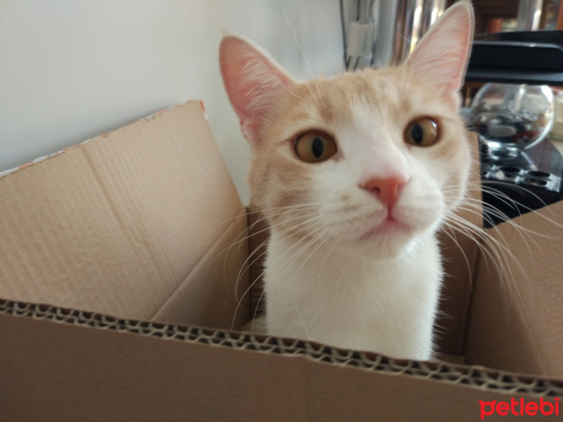 Tekir Kedi, Kedi  Kumul fotoğrafı