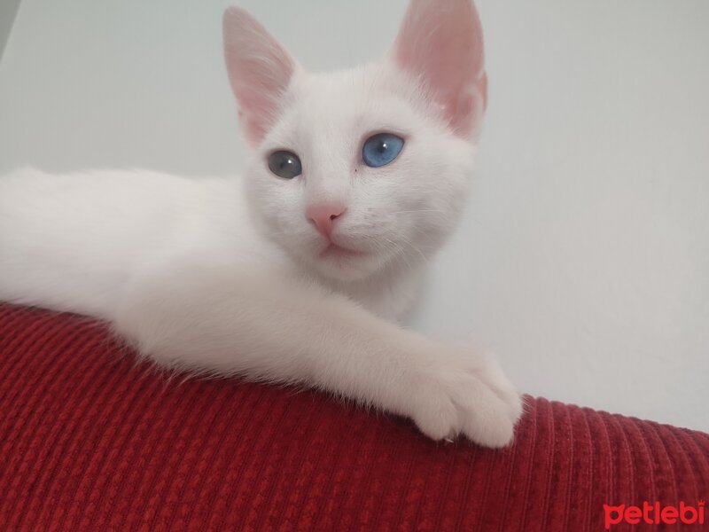 Ankara Kedisi, Kedi  Boncuk fotoğrafı