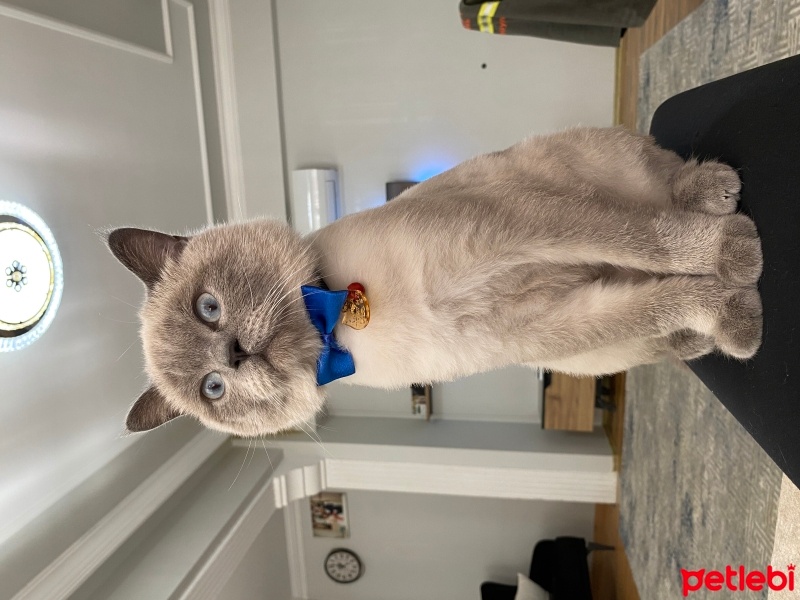 British Shorthair, Kedi  Mişa fotoğrafı