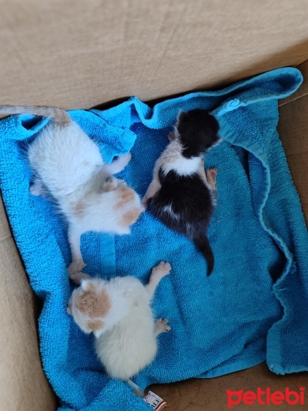 Tekir Kedi, Kedi  Adı Yok fotoğrafı