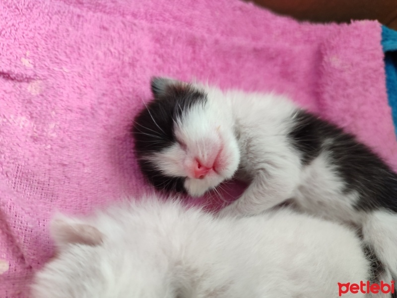 Tekir Kedi, Kedi  Adı Yok fotoğrafı