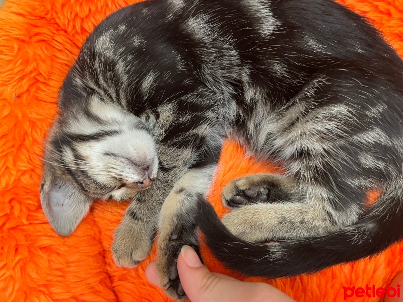 Soke, Kedi  HAŞMET fotoğrafı
