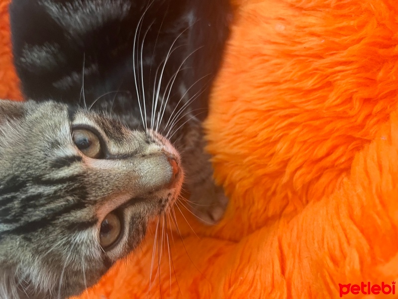 Soke, Kedi  HAŞMET fotoğrafı