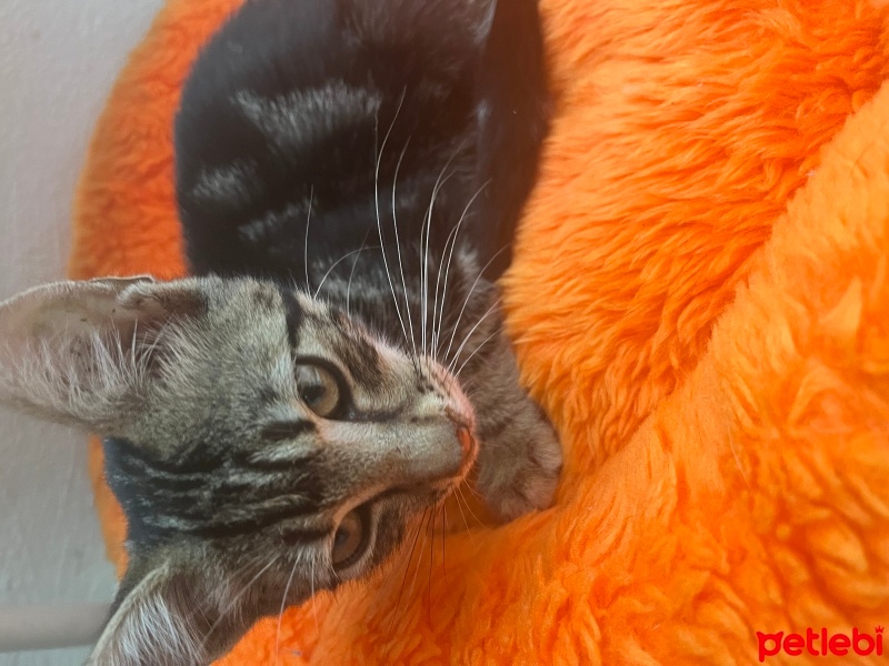 Soke, Kedi  HAŞMET fotoğrafı