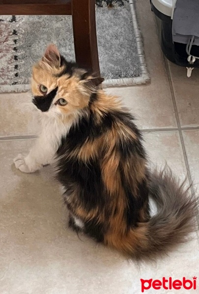 Tekir Kedi, Kedi  Balım fotoğrafı