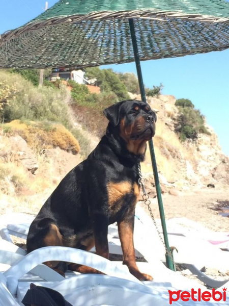 Rottweiler, Köpek  Viski fotoğrafı