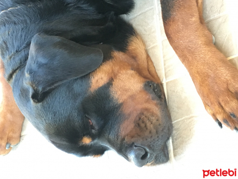 Rottweiler, Köpek  Viski fotoğrafı