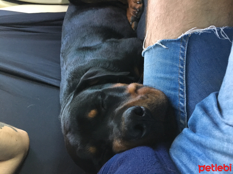 Rottweiler, Köpek  Viski fotoğrafı