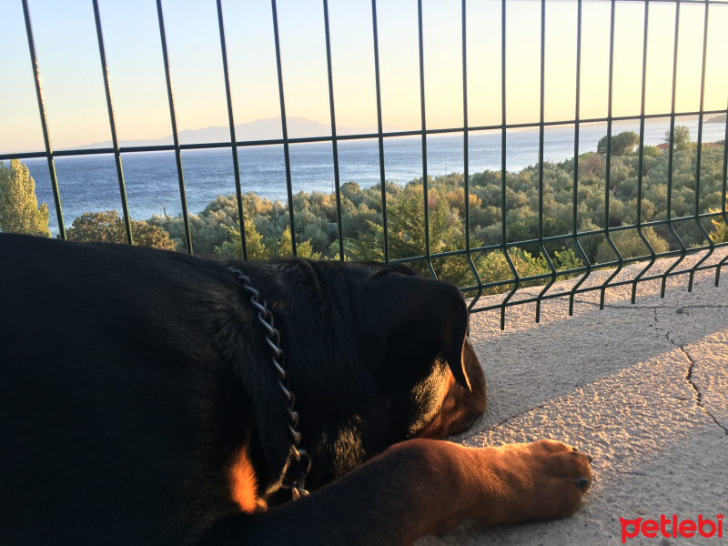 Rottweiler, Köpek  Viski fotoğrafı