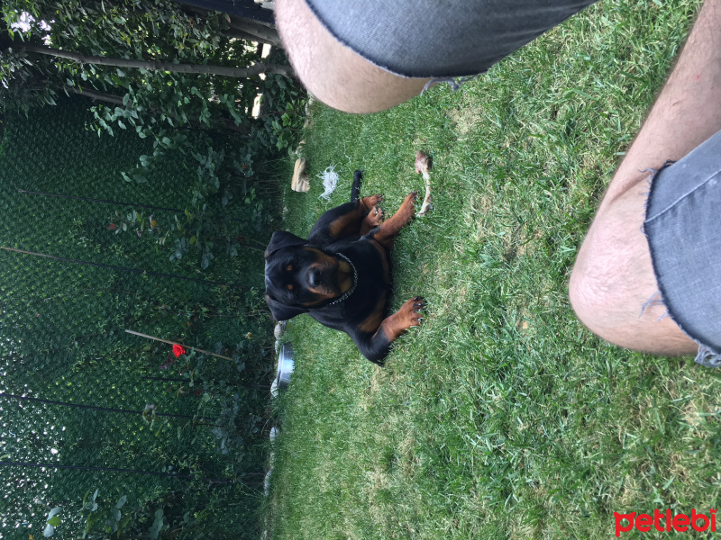 Rottweiler, Köpek  Viski fotoğrafı
