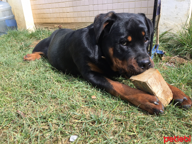 Rottweiler, Köpek  Viski fotoğrafı
