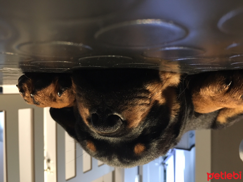 Rottweiler, Köpek  Viski fotoğrafı