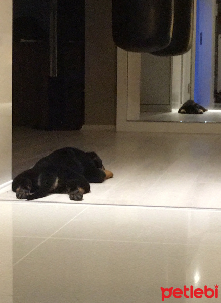 Rottweiler, Köpek  Viski fotoğrafı