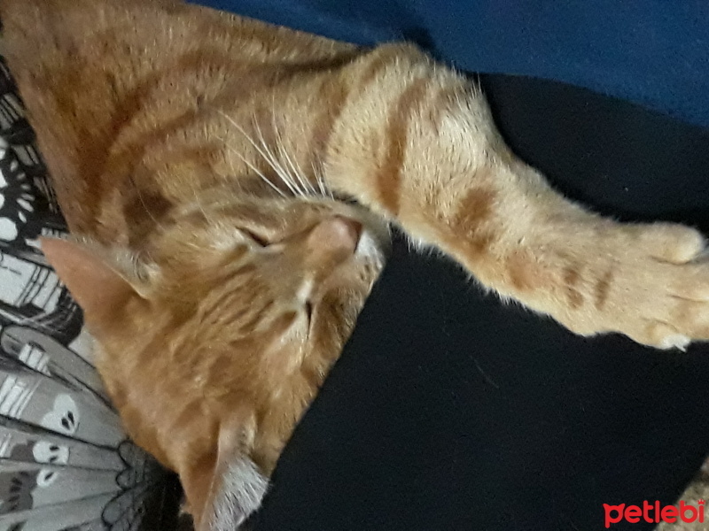 Sarman, Kedi  çirkin fotoğrafı