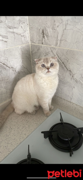 Scottish Fold, Kedi  Pamuk fotoğrafı