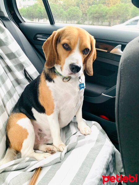 Beagle, Köpek  Alex fotoğrafı